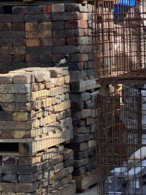毎年春に出会う友達の紹介🦜の画像